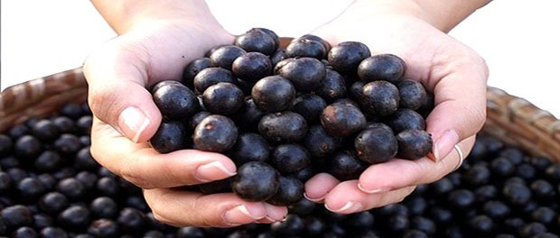 acai berry fruto