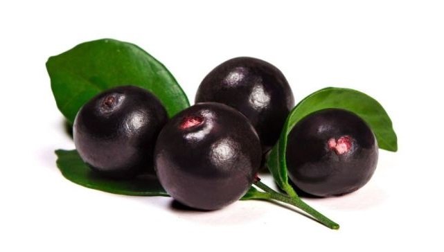 acai berry planta fruto