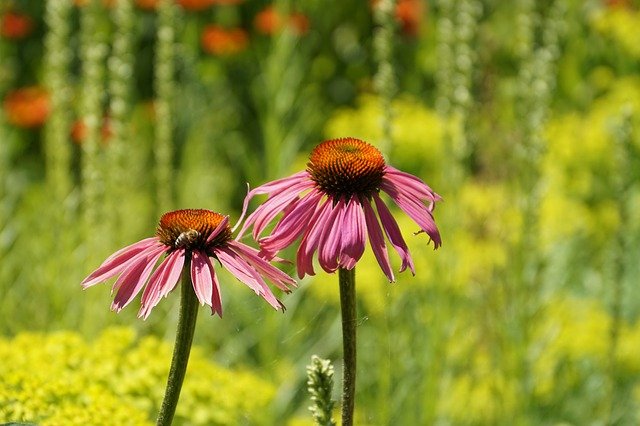 equinacea planta medicinal