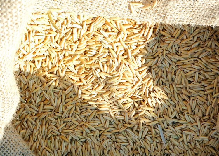 espelta-cereal-trigo-superalimento