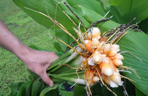 curcuma planta al natural