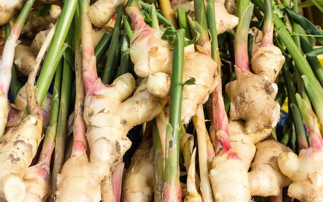 Jengibre planta superalimento