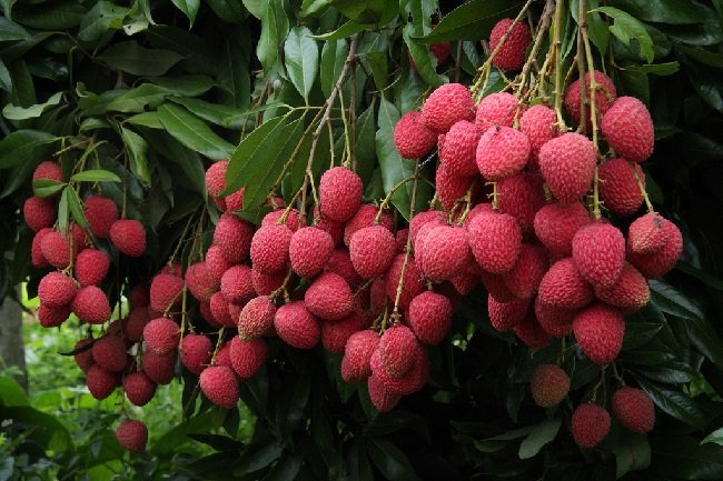 cultivo del lichi