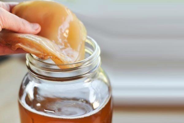 Kombucha Scoby madre