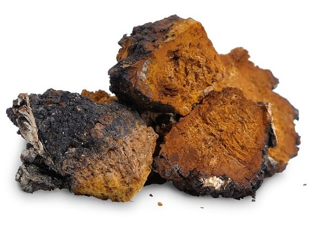 Chaga hongo superalimentos
