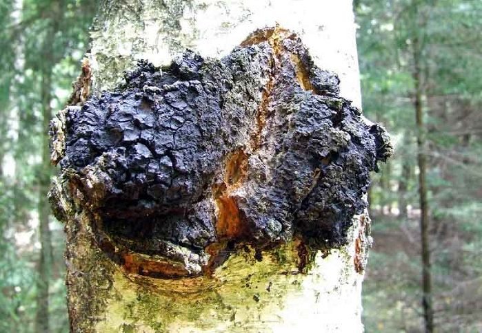 El hongo Chaga en un abedul blanco