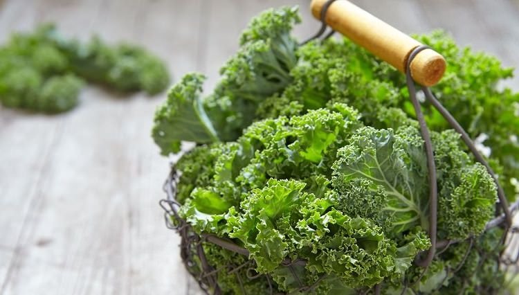 cultivo kale superalimento