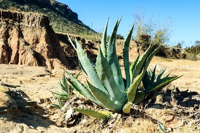 Planta Aloe vera