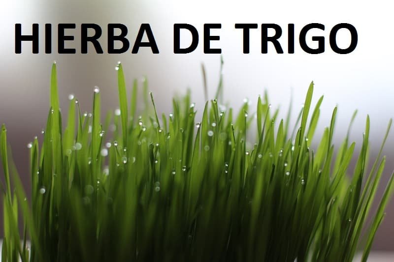Hierba de trigo superalimentospro