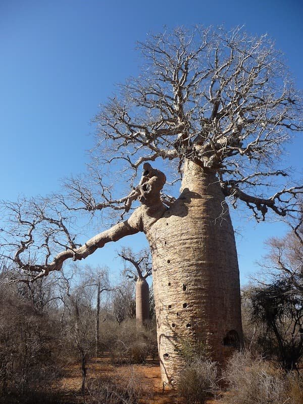 Arbol Baobab