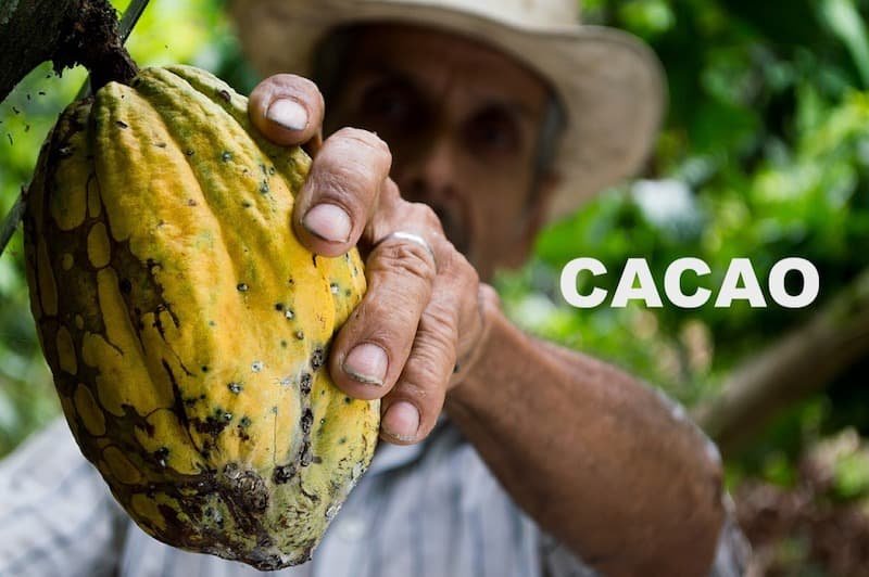 Fruto cacao natural