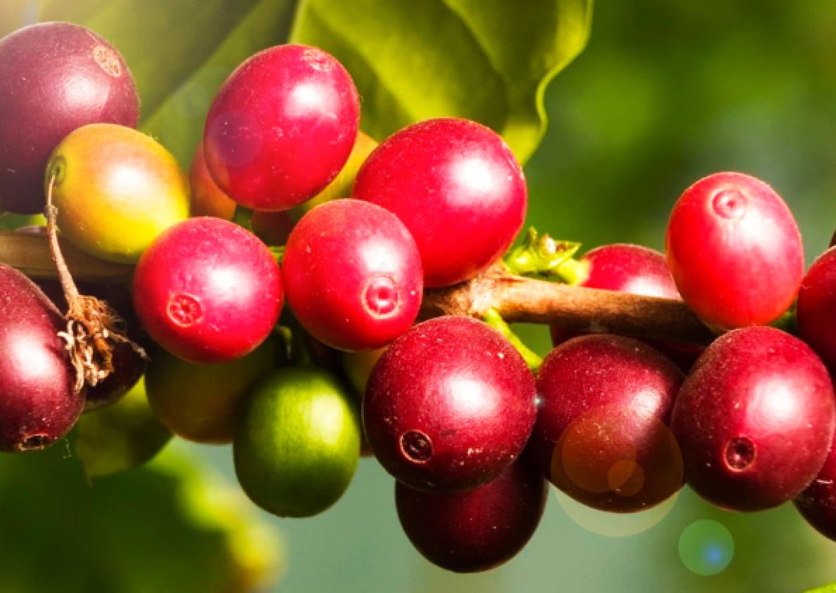 Qué es el camu camu