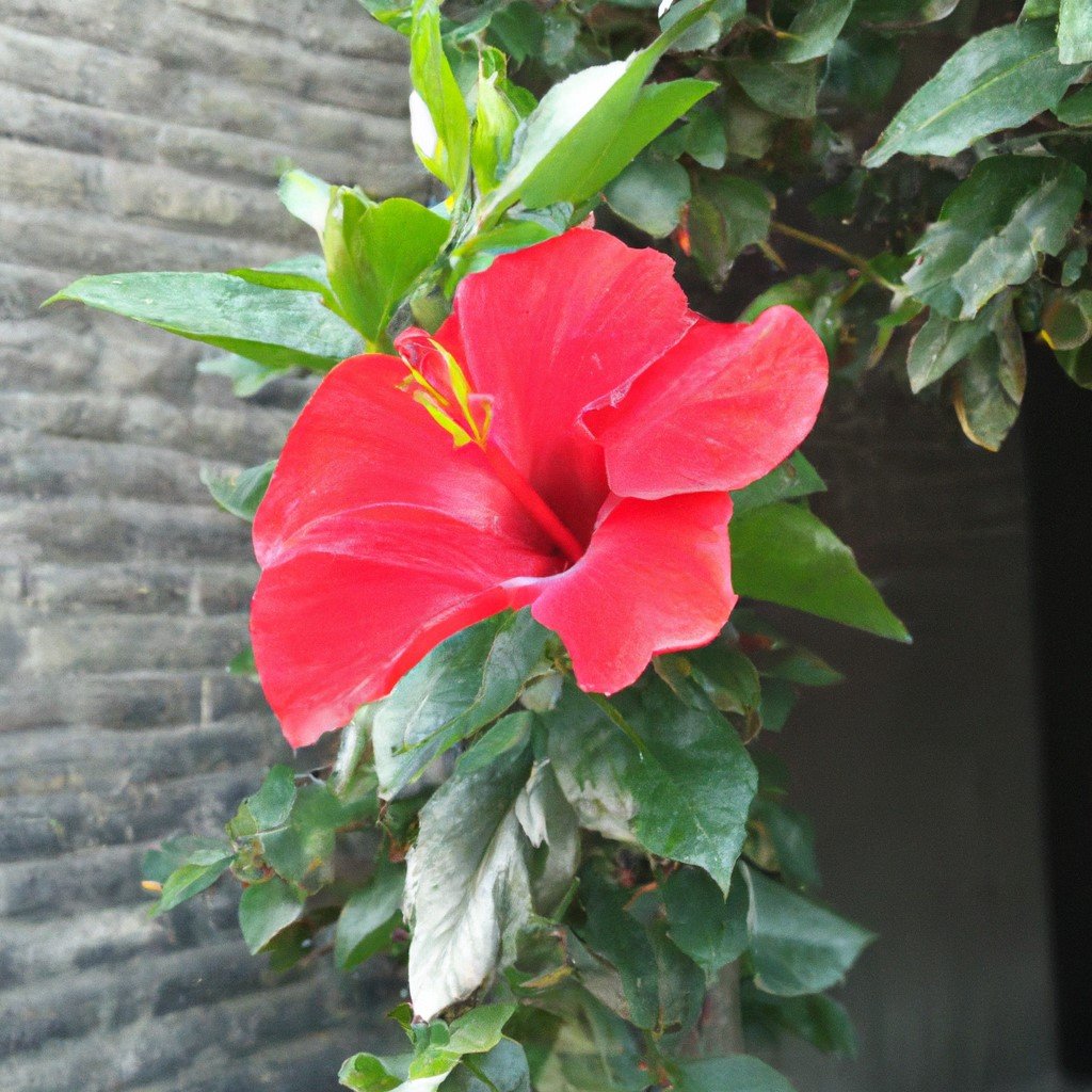 Infusión hojas de hibisco