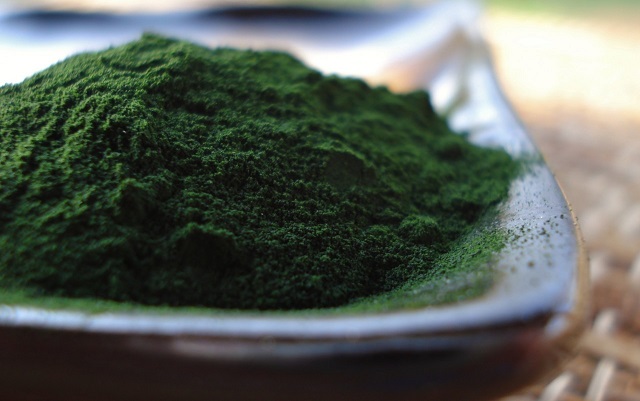 Chlorella polvo