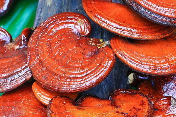 reishi beneficios