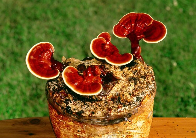 reishi hongo superalimentos pro reishi hongo superalimentos pro