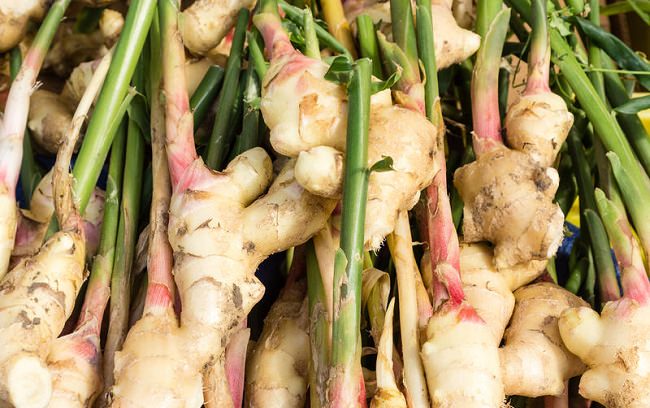 Jengibre planta superalimento