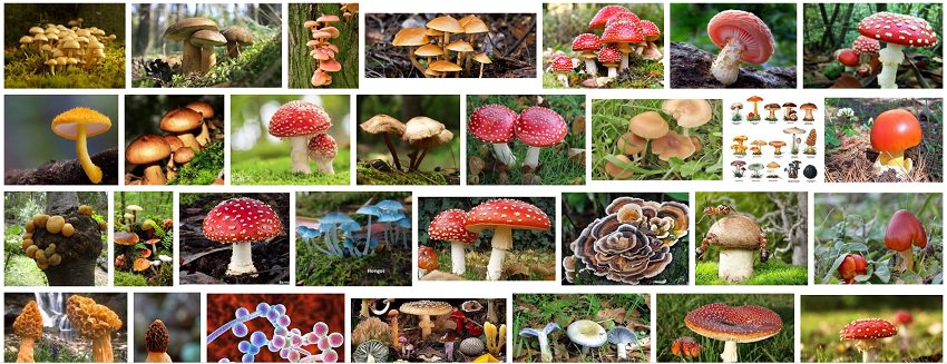 hongos superalimentos hongos superalimentos