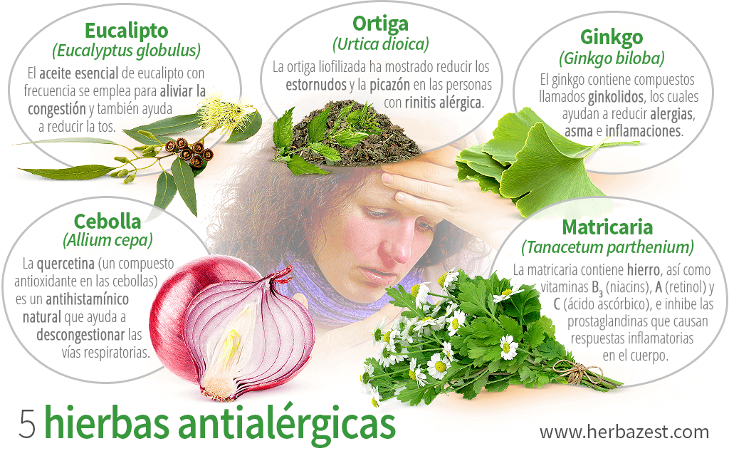 Qué hierbas pueden ayudar a aliviar los síntomas de la alergia